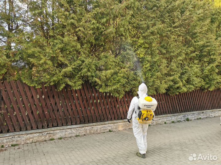 Тараканы, клопы, осы, плесень,запахи, мыши