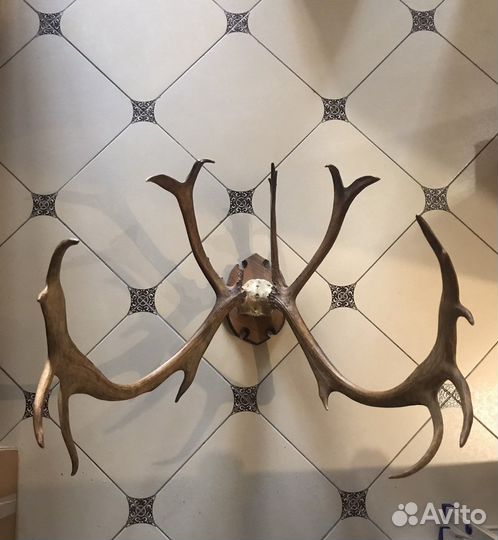 Рога благородного оленя