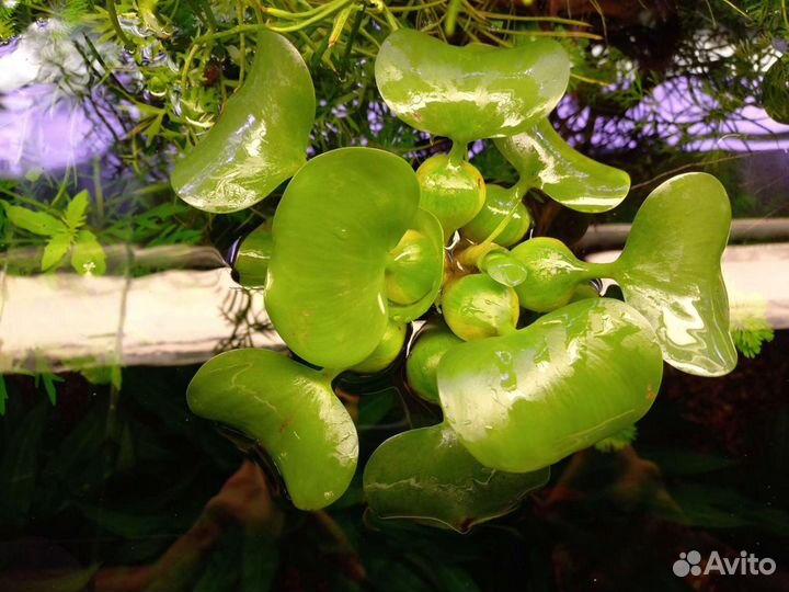 Эйхорния (Водный Гиацинт) Аквариумные растения