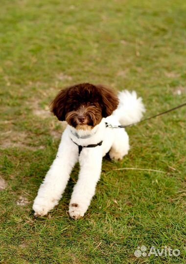 Мальтипу мини