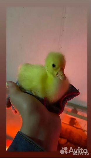 Гусята суточные