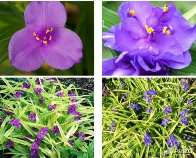 Излишки цветов