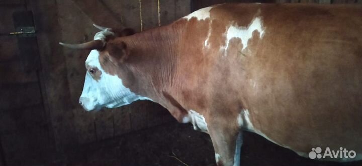 Продам корову