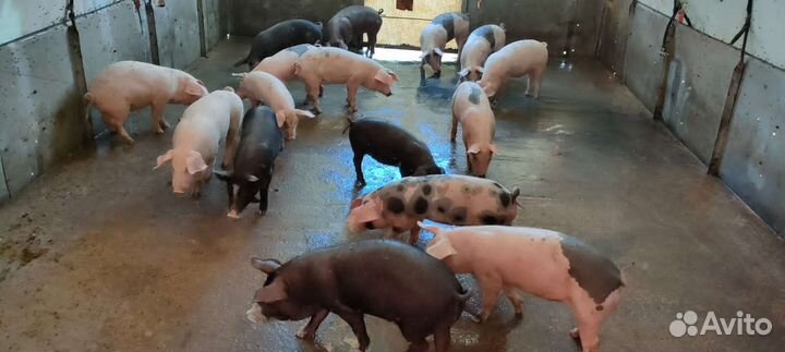 Поросята