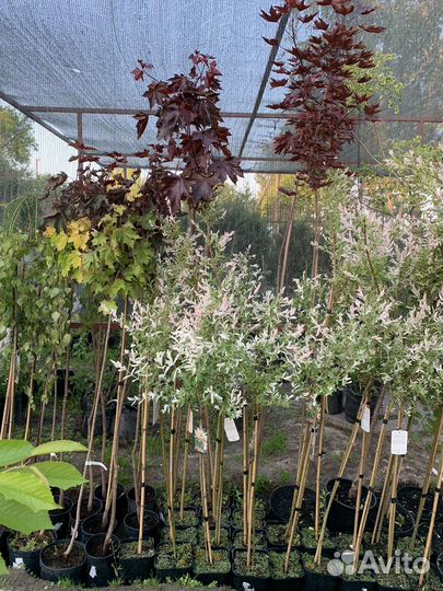 Ива Клен лиственница на штамбе