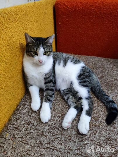 Котик