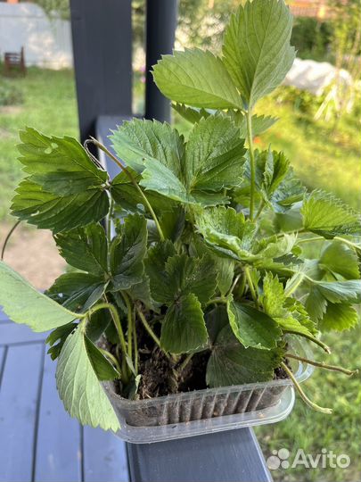 Рассада клубники