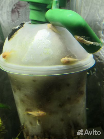 Аквариумные рыбки сомики