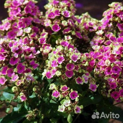 Многолетники окс, список в тексте, Саженцы