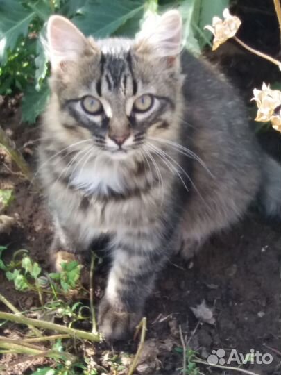 Котик в добрые руки