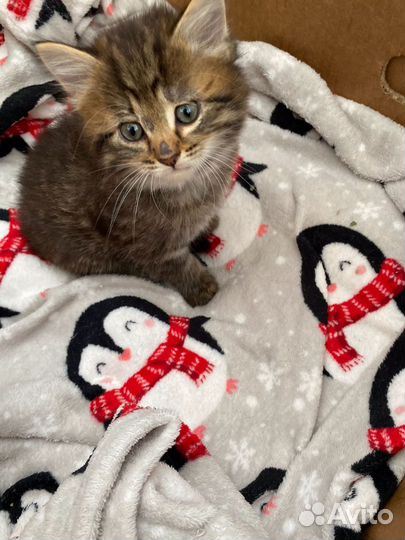 Котята в добрые руки даром