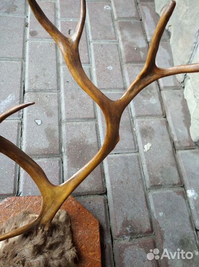 Рога оленя