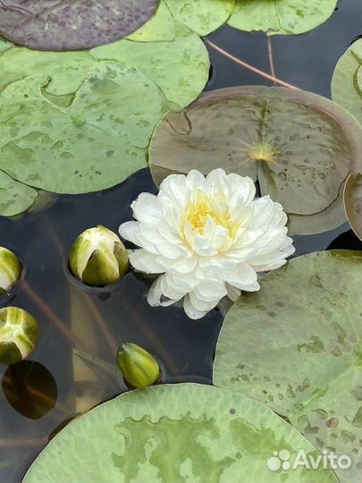 Нимфеи для пруда