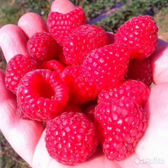 Ремонтантная малина