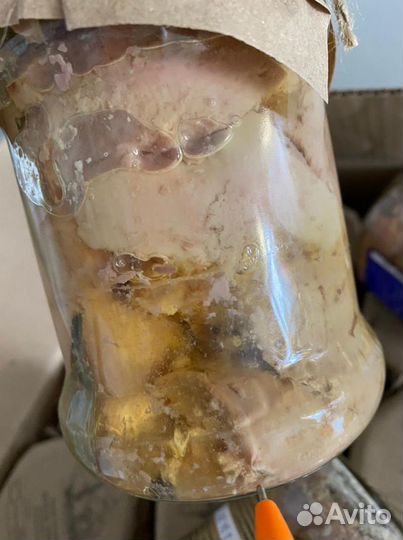 Печень трески