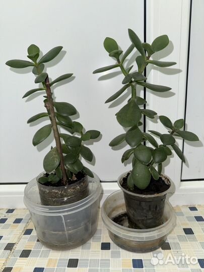 Толстянка (Денежное дерево)