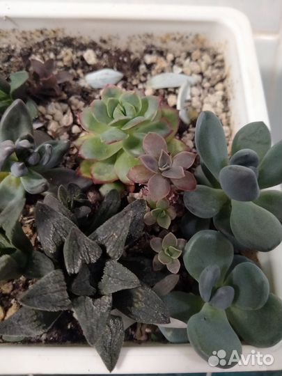 Сортовые суккуленты