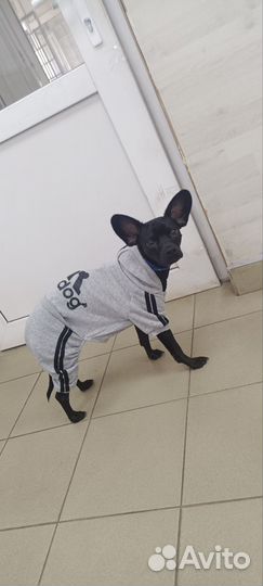 Карликовый пинчер ищет невесту