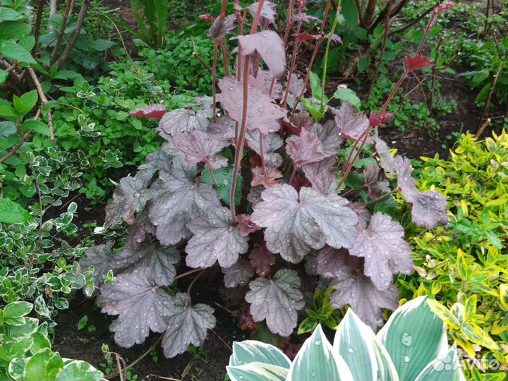 Саженцы клематиса