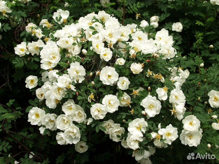 Парковая роза