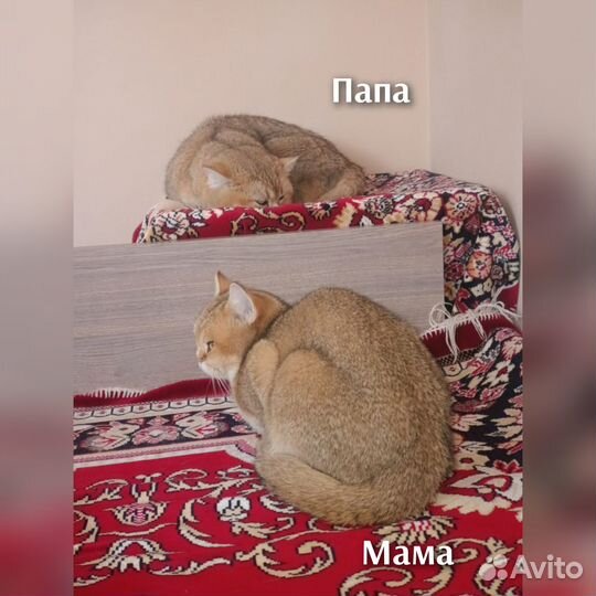 Продаются котята