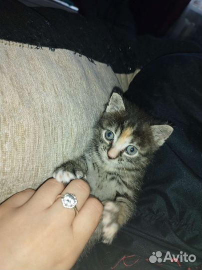 Кошка в дар бесплатно