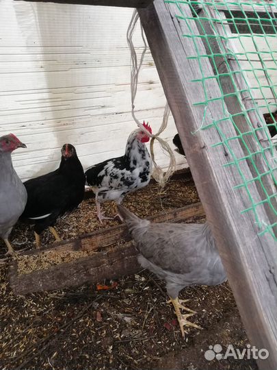 Петушки Леггорн