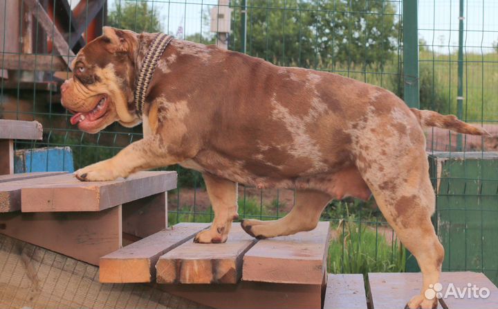 Американский булли покет