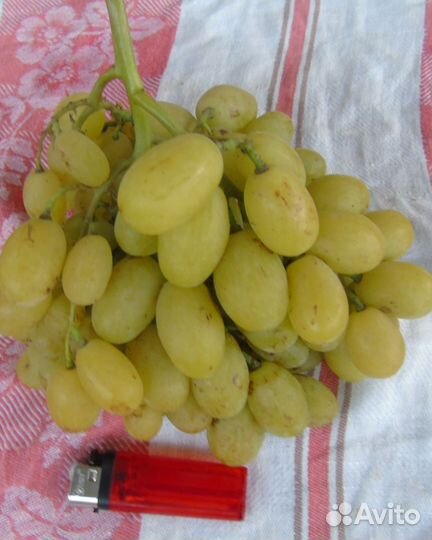 Саженцы винограда