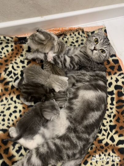 Шотландские котята