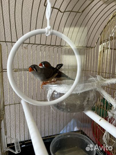 Зебровые амадины