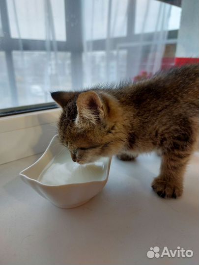 Котёнок