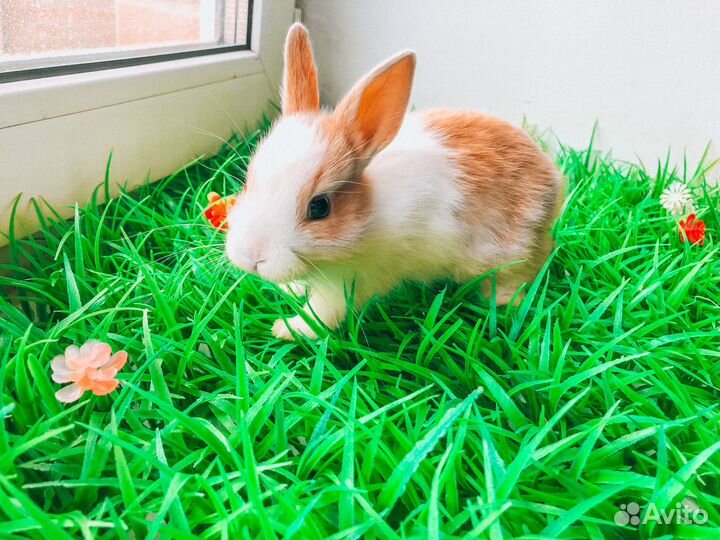 Мини карликовый кролик