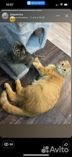 Кошки породистые бесплатно