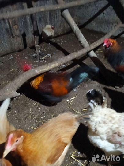 Молодые петухи