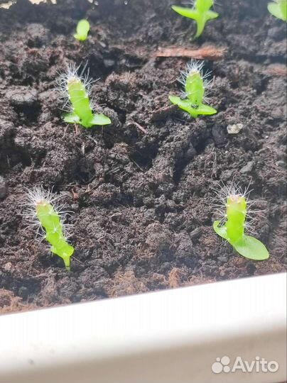 Кактус Питахайя розовая (драконий фрукт) рассада