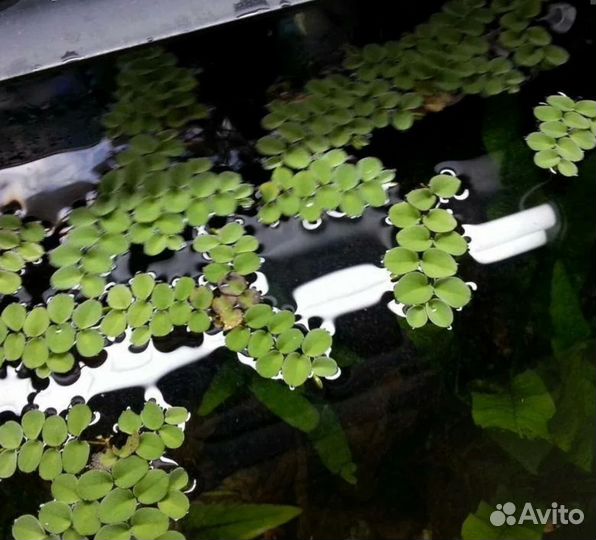 Лимнобиум, наяс, пистия. Коряга, грот-трубка