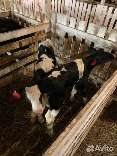 Телята на откорм 1-3 мес