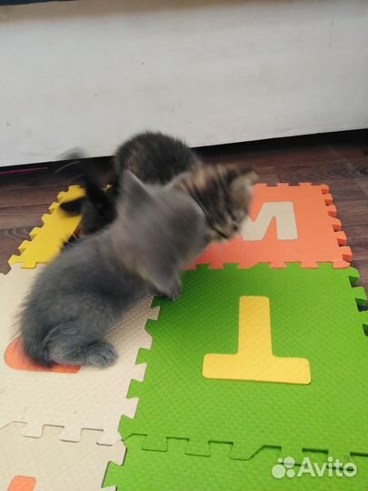 Котята отдам в добрые руки бесплатно