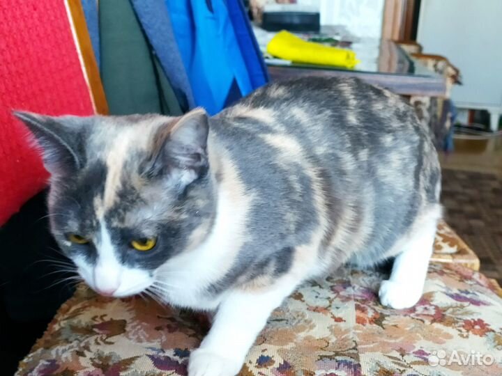 Трехцветная кошечка-котенок