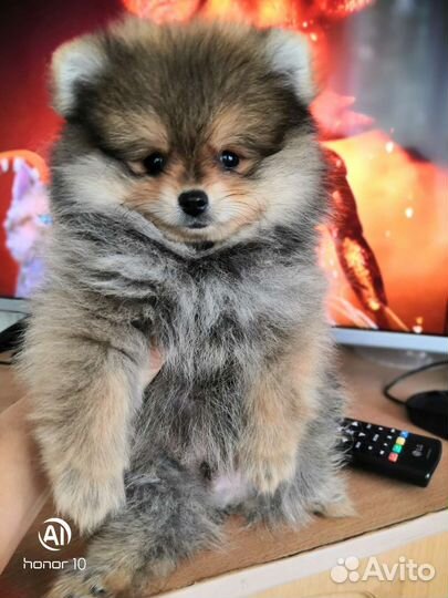 Померанский шпиц