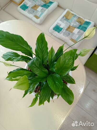 Спатифиллум шопен