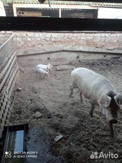 Поросята ландрас