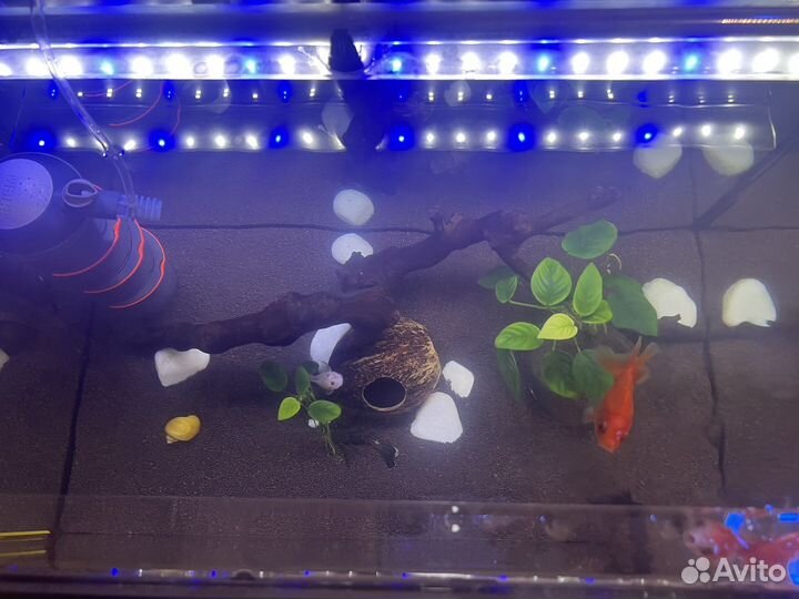 Аквариум 80 литров,золотые рыбки,фильтр