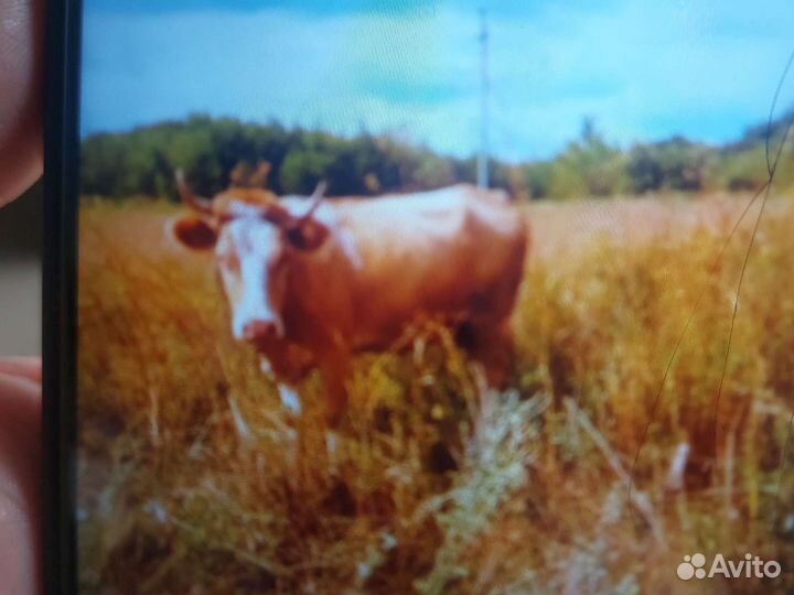 Корова с теленком