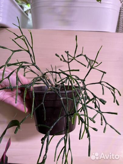 Фикус бенджамина наташа