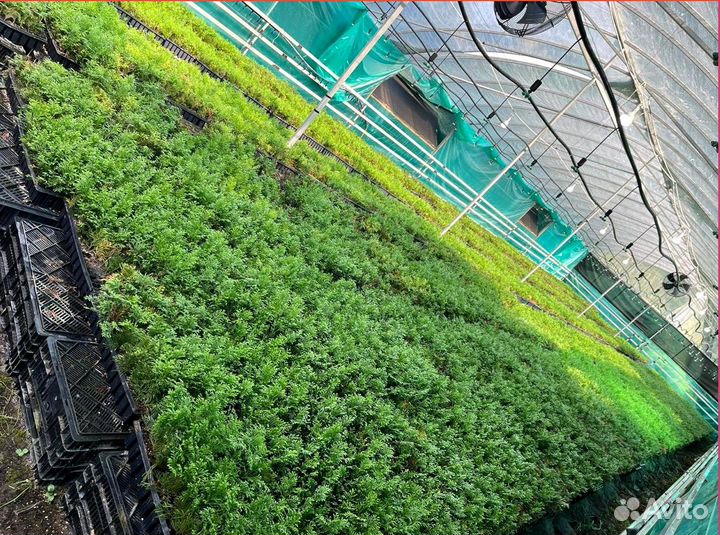 Саженцы туи, туя смарагд