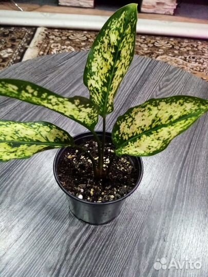 Комнатные цветы