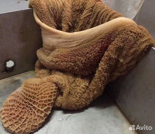 Рубец говяжий требуха