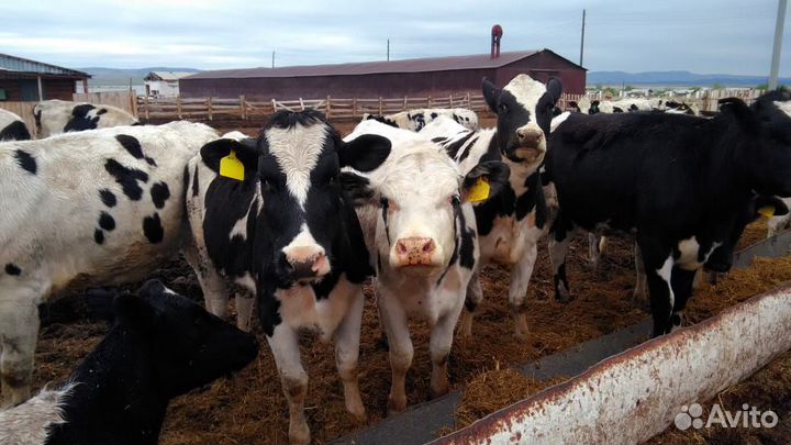 Нетели молочные Черно-пестрые Голштины
